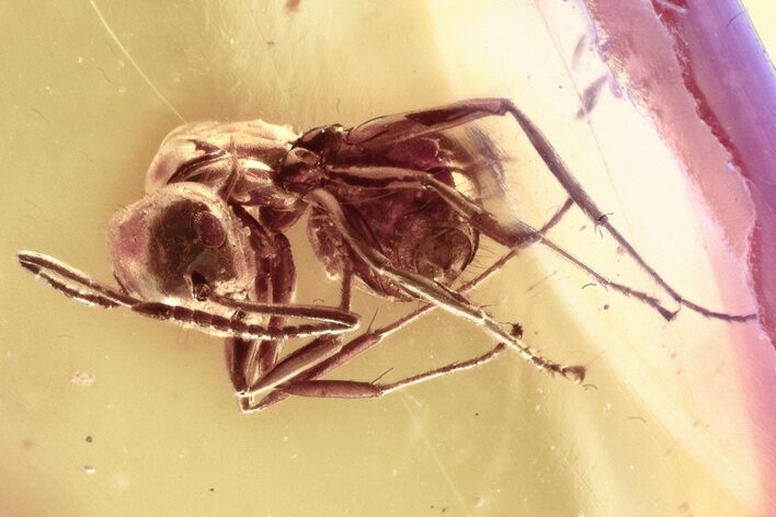 Detailed Fossil Ant (Formicinae) In Baltic Amber #335790
